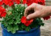 stopkillingyourgeraniums: Чому обривання кольорів – це неправильно