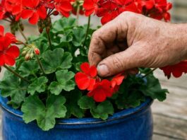 stopkillingyourgeraniums: Why picking flowers is wrong