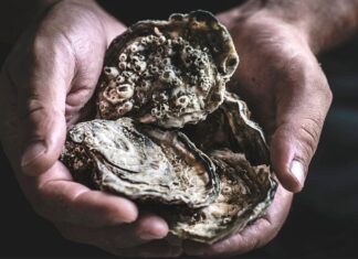 Comment utiliser les coquilles d’huîtres pour le jardin, la maison et les soins de la peau