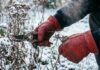 Обрізання гелеборусів та ранніх багаторічників для лютневого цвітіння