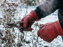 Trim hellebores and early perennials for February color