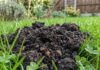 StopDigging: Чому кротовини насправді корисні для вашого газону
