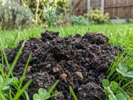 StopDigging: Why molehills are actually good for your lawn